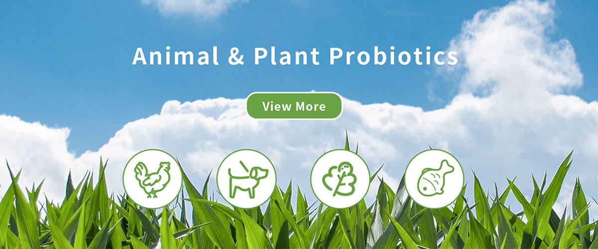 quality Textile Enzyme factory