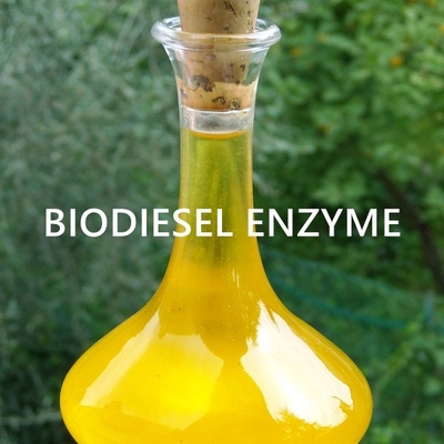 Good price Engineering Lipase Enzyme For Sustainable Bioenergy Oil Applications online