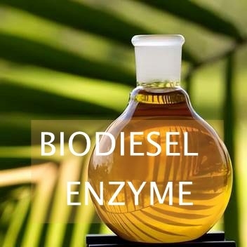 Good price Transesterification Reactions Lipase Enzyme For Biodiesel Synthesis online