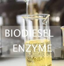 Good price Waste Lipids Enzymatic Hydrolysis For Biofuel Production Using Lipases online