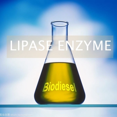 Good price Alternative Biofuels Lipases Enzyme In Production PH 6.0 - 8.0 online