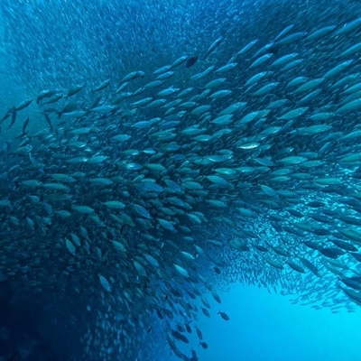 Good price Boosting Marine Oil Yields: The Impact of Lipase in Modern Bioprocessing Techniques online