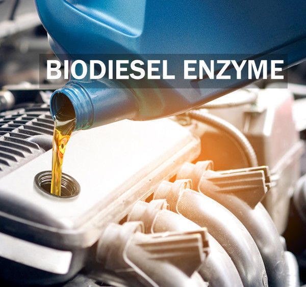 Lipase Enzyme Catalysts Sustainable And Efficient Biodiesel Production