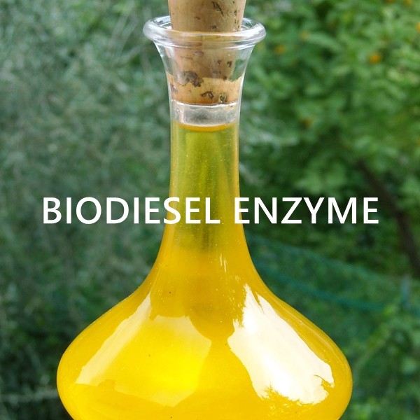 Engineering Lipase Enzyme For Sustainable Bioenergy Oil Applications