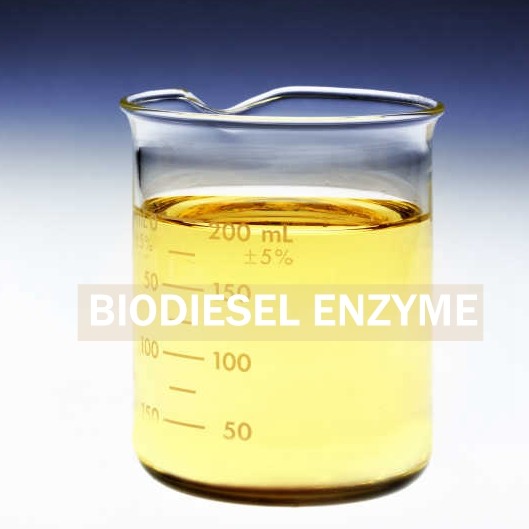 Produced Biosurfactants Lipase Enzyme For Improved Biodiesel Recovery