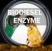 Good price MOQ 1KG Eco Friendly Biodiesel Enzyme Process With Packaging 25KG/Bag online