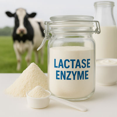 Good price Food-Grade Beta-Galactosidase For Dairy Intolerance Solutions Dairy-Free Enzyme Supplement For Improved Digestion Absorption online